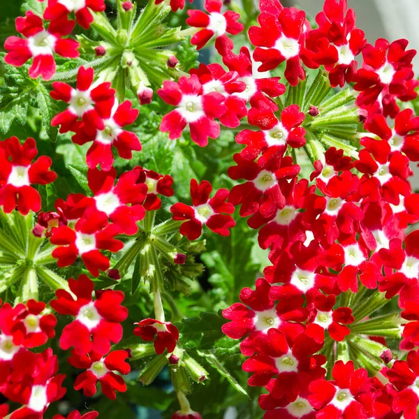 Flowering Carnation Photo Blooming Red Carnation Pot — Stock Photo, Image