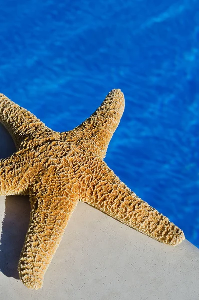 Zeester Aan Rand Van Een Blauw Zwembad Een Zonnige Zomerdag — Stockfoto