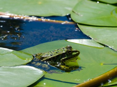 Dinyeper nehrinde yeşil bir yaprak üzerindeki kurbağa. Kherson bölgesi Ukrayna.