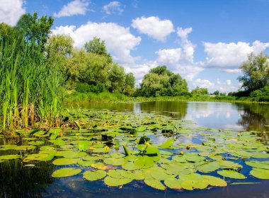 Dnepr Nehri. Ukrayna. Kyiv şehrinin Obolonsky bölgesinde güzel bir manzara, yerleşim yerinin yanında, vahşi doğa.