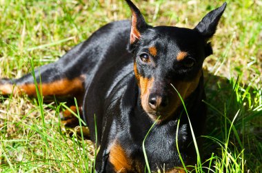 Portrait of a doberman pinscher lying on a meadow in green grass. On a summer sunny day.