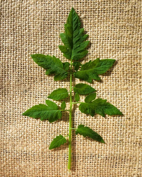 Leaves of tomato collection. Leaf of fresh organic tomato on burlap background. Tomato leaves after pruning.