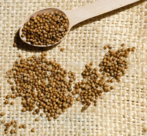 Coriander Wooden Spoon Burlap Background Cilantro Seeds Eastern Spices — Foto de Stock