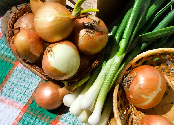 Rib Onions Wicker Vase Green Onions Bright Towel Rays Sunlight — Photo