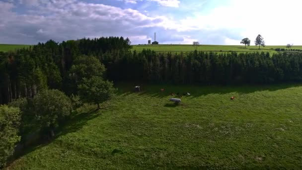 Zdjęcia Lotnicze Dronów Widok Lotu Ptaka Lasy Łąki Krowami Drogą — Wideo stockowe