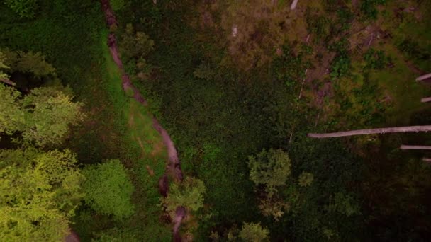 从上往下俯瞰 无人驾驶飞机缓缓降落在一条平静的溪流和五彩斑斓的树梢上 照相机倾斜向上 露出高山上高耸的松树 卢森堡的土地长满了苔藓 原封不动的荒野 — 图库视频影像