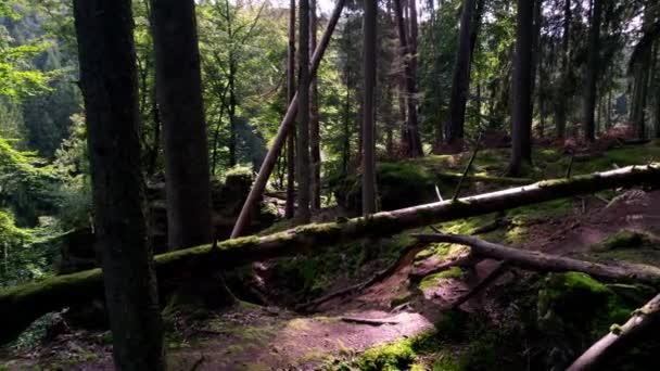 Vrcholcích Útesů Blízkosti Větví Stromů Skal Pokrytých Mechem Kapradinami Spadlými — Stock video