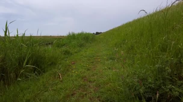 Standpunkt Pov Wandern Auf Einem Landschaftlich Reizvollen Graspfad Mit Lila — Stockvideo