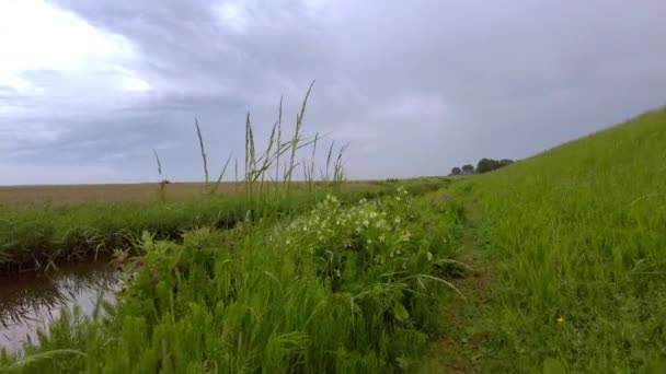 ハーブ 野生の花と背の高い草の間の草の道でオランダの堤防に沿って歩く 自然保護区の溝と牧草地の風景と — ストック動画