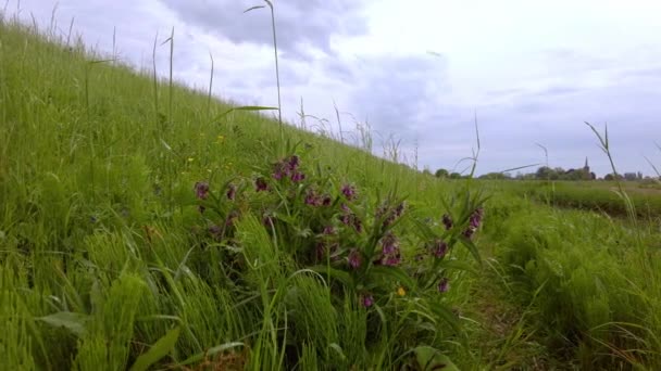 Scenic View Dutch Dike Grass Path Herbs Wild Flowers Tall — Stock Video