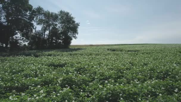 Close Dolly Geschoten Een Aardappelveld Bloei Groenten Verbouwen Landbouwgrond Organische — Stockvideo