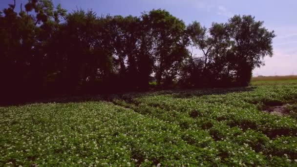 在一片盛开的马铃薯田上 特写了洋娃娃的镜头 在农田里用有机肥种植蔬菜 在盛开的季节 马铃薯顶部的叶子夹在一排生长的土豆中间 — 图库视频影像