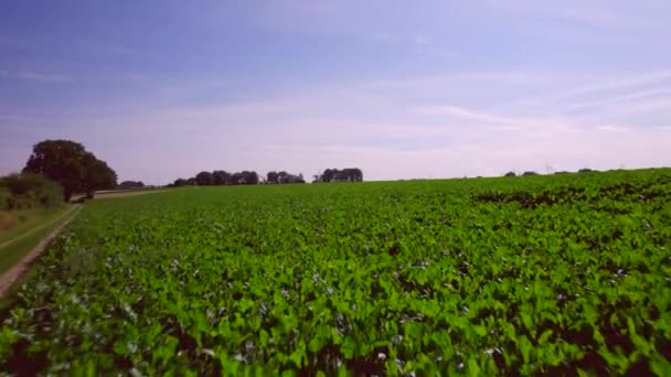 Krajobraz Powietrza Niski Widok Pola Uprawne Rosnącymi Warzywami Rzędach Ślady — Wideo stockowe