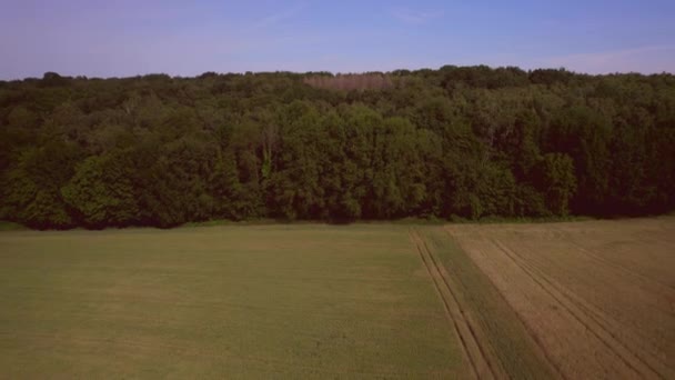 Krajobraz Powietrzny Lecący Kierunku Lasu Nad Złotym Polem Zbożowym Śladami — Wideo stockowe