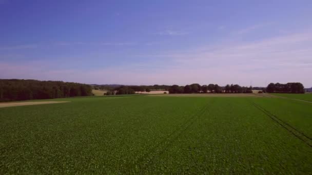 Luchtlandschap Laag Uitzicht Landbouwgrond Met Groeiende Groenten Bloei Rijafstand Trekkersporen — Stockvideo