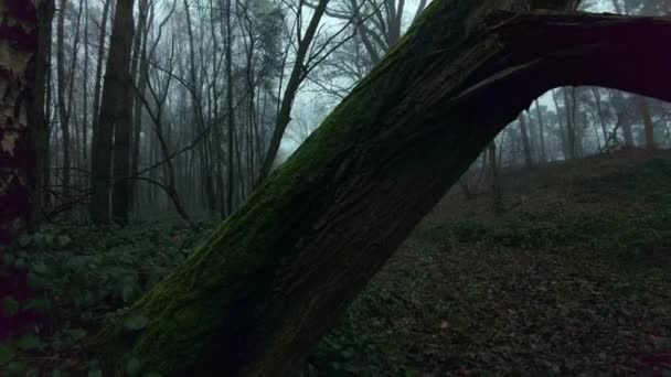 Przesuwne Zbliżenie Pękniętego Drzewa Porośniętego Mchem Widok Mglisty Las Tajemniczą — Wideo stockowe