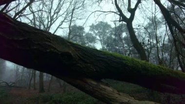 Etrafı yosunla kaplanmış bir ağacın yakınında, sisli ve korkutucu bir ormanın gizemli bir atmosferi olan, sisli bir sonbahar mevsiminde
