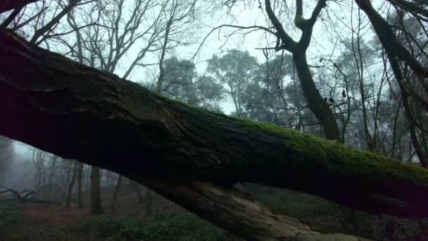 在一个多雾的秋天 靠近一棵长满苔藓的倒下的树 看到一片雾蒙蒙的可怕的森林 有着神秘的气氛 — 图库视频影像