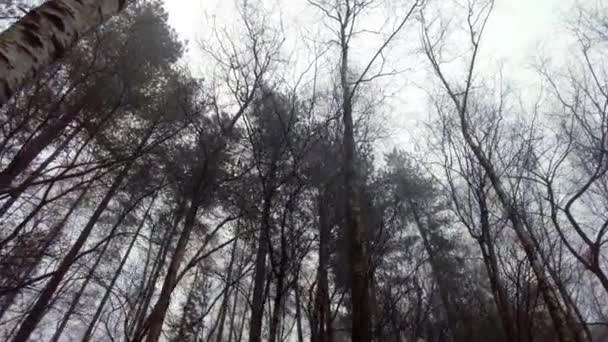 Caminhando Pela Floresta Outono Nevoeiro Dia Uma Atmosfera Misteriosa Tiro — Vídeo de Stock