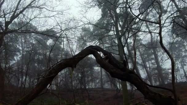 Marchant Dans Forêt Passant Sous Arbre Tombé Vue Tournante Faible — Video