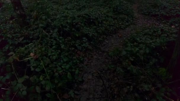 Spacerując Mglistym Ciemnym Lesie Ścieżce Krzakami Jeżyny Odkrywając Okolice Dęby — Wideo stockowe