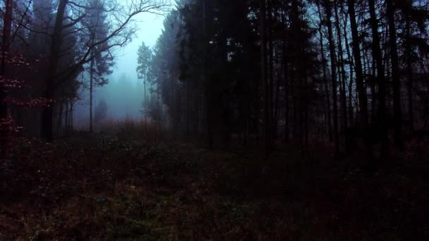 在一个雾蒙蒙的秋天 漫步在一片美丽的森林里 森林里是一片漆黑而神秘的森林 树上长着高大的树木 空气中飘扬着浓雾 荷兰文 — 图库视频影像