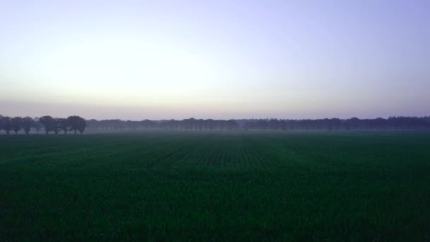 空中ビュー 早朝霧の朝 緑のトウモロコシ畑の上で夜明け ドローンは緑の農地を飛び越え 木々や森へと向かいます 美しい夏の風景黄金の時間 — ストック動画