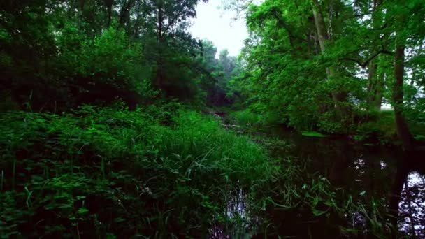 Sobre Río Cubierto Juncos Ramas Caídas Través Denso Bosque Pintoresco — Vídeos de Stock