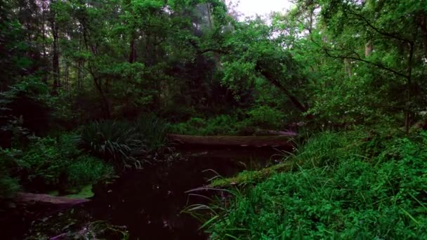 在荷兰的无人机空中景观中 低矮的角度俯瞰着美丽的茂密的森林 低低地飞过一条小溪 枝条凋零 橡木凋零 带有真菌和苔藓 — 图库视频影像