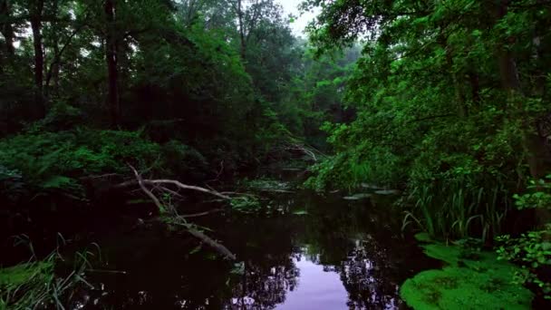 在一片寂静茂密的森林中 低矮的角度俯瞰着一条平静的风景秀丽的河流 河水中长满了浮藻和芦苇 枝条飘落在流水中 荷兰自然森林河流景观 — 图库视频影像