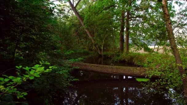 Laag Uitzicht Door Een Rustig Dicht Vredig Bos Drone Vliegen — Stockvideo