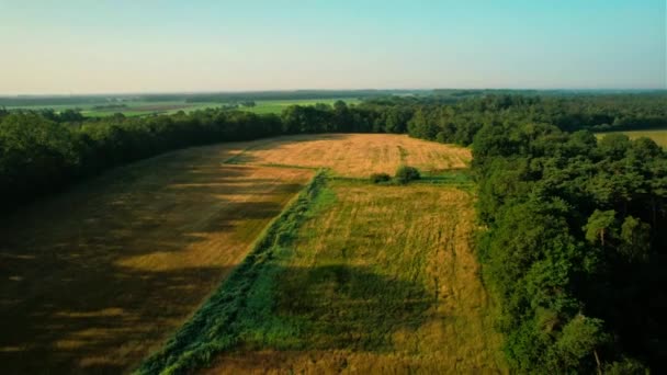 Drone Aerial View Dron Letí Pozpátku Nad Zlatým Polem Východem — Stock video