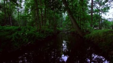 Sakin, sakin, sakin bir ormanın içinden alçak açılı bir görüntü, sakin bir nehrin üzerinde alçaktan uçan bir dron. Devrilmiş ağaçlar, akan derenin üzerinde yosunlar ve yeşil çalılarla. Doğa ormanı nehir manzarası. Yaz mevsimi