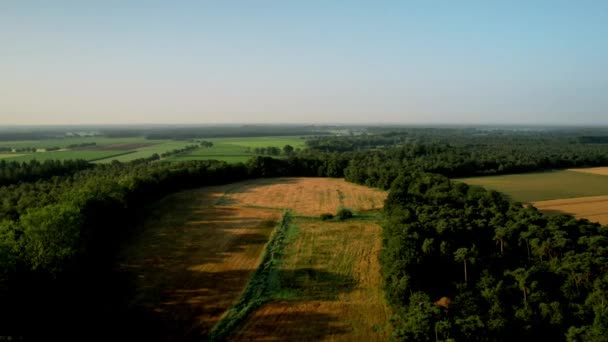 Drone Aerial View Drone Πετάει Τροχιά Γύρω Από Χρυσό Πεδίο — Αρχείο Βίντεο