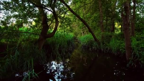 Klidný Poklidný Les Nízký Úhel Pohledu Klidnou Malebnou Řeku Svěží — Stock video