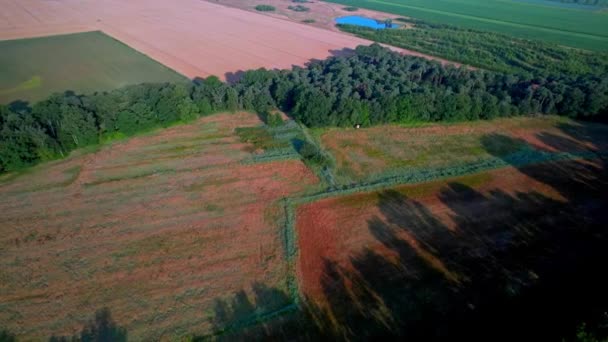 Drohne Luftaufnahme Drohne Fliegt Orbit Das Goldene Feld Mit Sonnenaufgang — Stockvideo