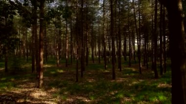 Orman manzarası 4K, genç köknar ağaçları ve yaşlı çam ağaçları arasında yürümek, çam iğneleri, düşen dallar, yosunlar ve taze yeşil çimenler üzerinde ağaçların arasından parlayan güneş ile kaplı zemin..