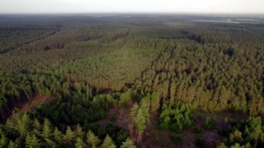 Agroestry 'nin Doğa Hava Manzarası. Ormanların seyrelmesiyle çam ormanlarının tepelerinde uçuyor.