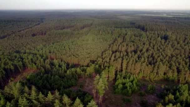 アグロフォレストリーの自然空中ビュー 松林の木々の上を飛んで 森の間伐で — ストック動画