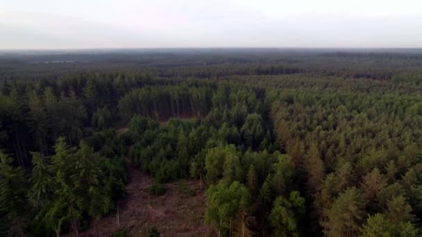 산림청의 소나무 의나무들 이시들어 — 비디오