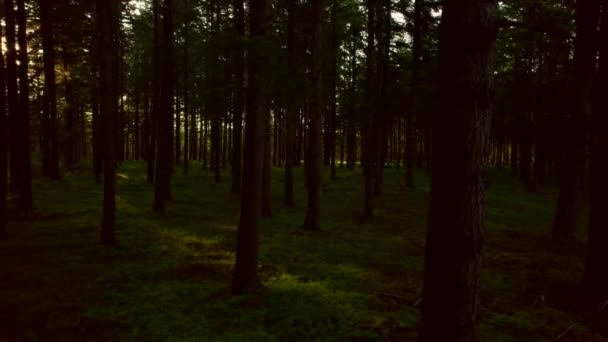Pov的观点 边景黑暗退出森林景观4K 走在幼树和老松树的沟槽里 地面上覆盖着松针 树叶和苔藓 倒下的枝条 阳光透过树木闪耀 — 图库视频影像
