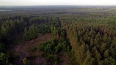 Agroestry 'nin Doğa Hava Manzarası. Ormanların seyrelmesiyle çam ormanlarının tepelerinde uçuyor.