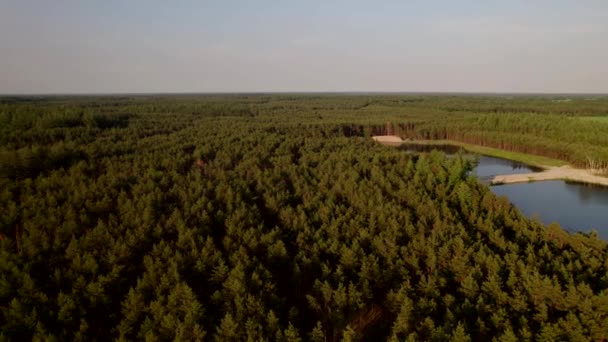 Forêt vue aérienne paysage 4K, drone vole bas au-dessus de la cime des arbres de pins et une vue latérale d'un petit lac sur les forêts avec la lumière du soleil, Forêt le domaine d'Utrecht Brabant les Pays-Bas