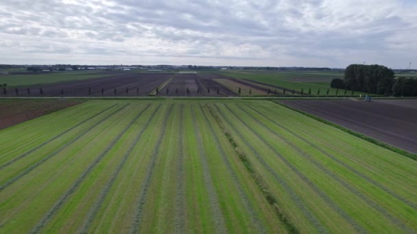 Drone Tracking Shot Zicht Velden Met Rechte Rijen Groene Weiden — Stockvideo