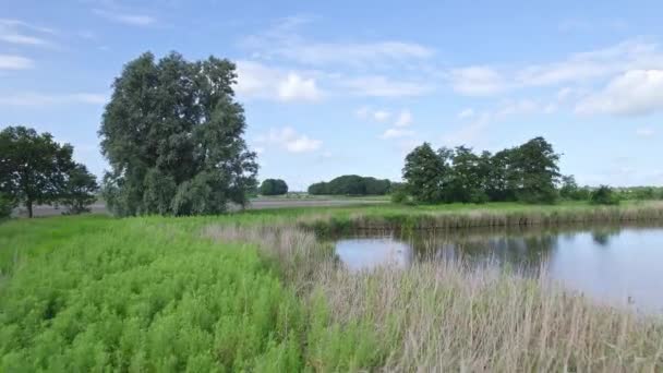 Drohne Hebt Tiefflug Über Dem Schilf Wasser Umfliegt Den See — Stockvideo