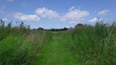 Bakış açısı. Hollanda kırsalında doğa yürüyüşü yolu 4K. Batı Friesland Hollanda 'da, mavi gökyüzü ve beyaz bulutlu, uzun yeşil sazlıklar, ısırgan otları ve yeşil çimenler arasında bataklıklar üzerinde yürüyorum.
