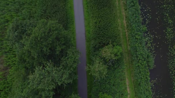 Drone Top Zicht Vooruit Beweging Het Asfalt Fietspad Uitzicht Boomtoppen — Stockvideo