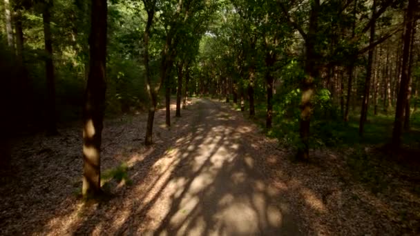 沿着橡木和松树的林荫大道 低低地飞过人行道 在荷兰 阳光照射在石子路上 树的底部被树叶覆盖着 — 图库视频影像
