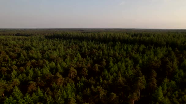 Forêt vue aérienne paysage 4K, drone vole bas au-dessus des sommets de pins. Vue sur la forêt en soirée sur un chemin de terre, sentier boisé. Forêt du domaine d'Utrecht Brabant Pays-Bas