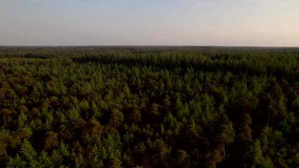 Bos Luchtfoto Landschap Drone Vliegt Laag Toppen Van Pijnbomen Avond — Stockvideo